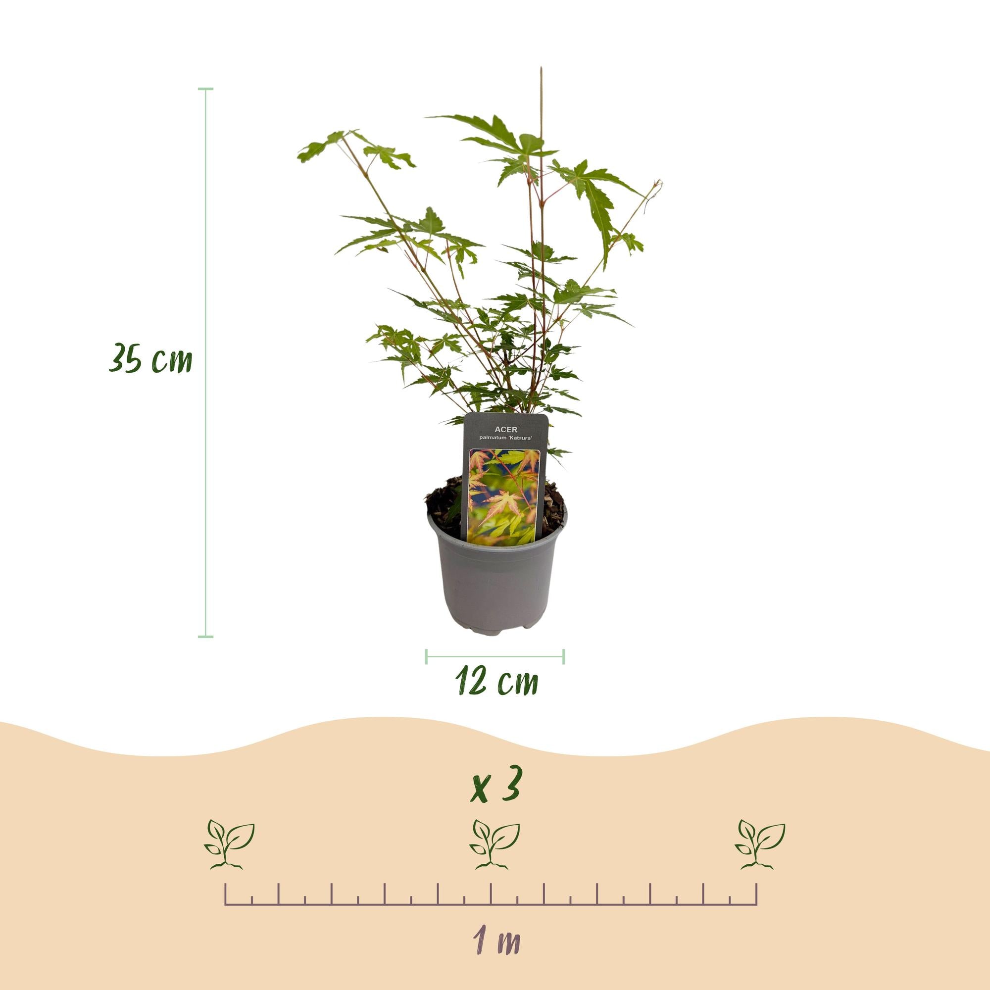 Acer palmatum Sangokaku - Groen - 3 Planten - Bladverliezend - Weing Onderhoud - Pot 12cm Hoogte 35cm