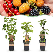 Ribes-Rubes Mix - Tricolour - Winterhard - Rode Bes - Zwarte Braam - Gele Framboos - 3 Planten - Pot 15cm - Hoogte 50cm