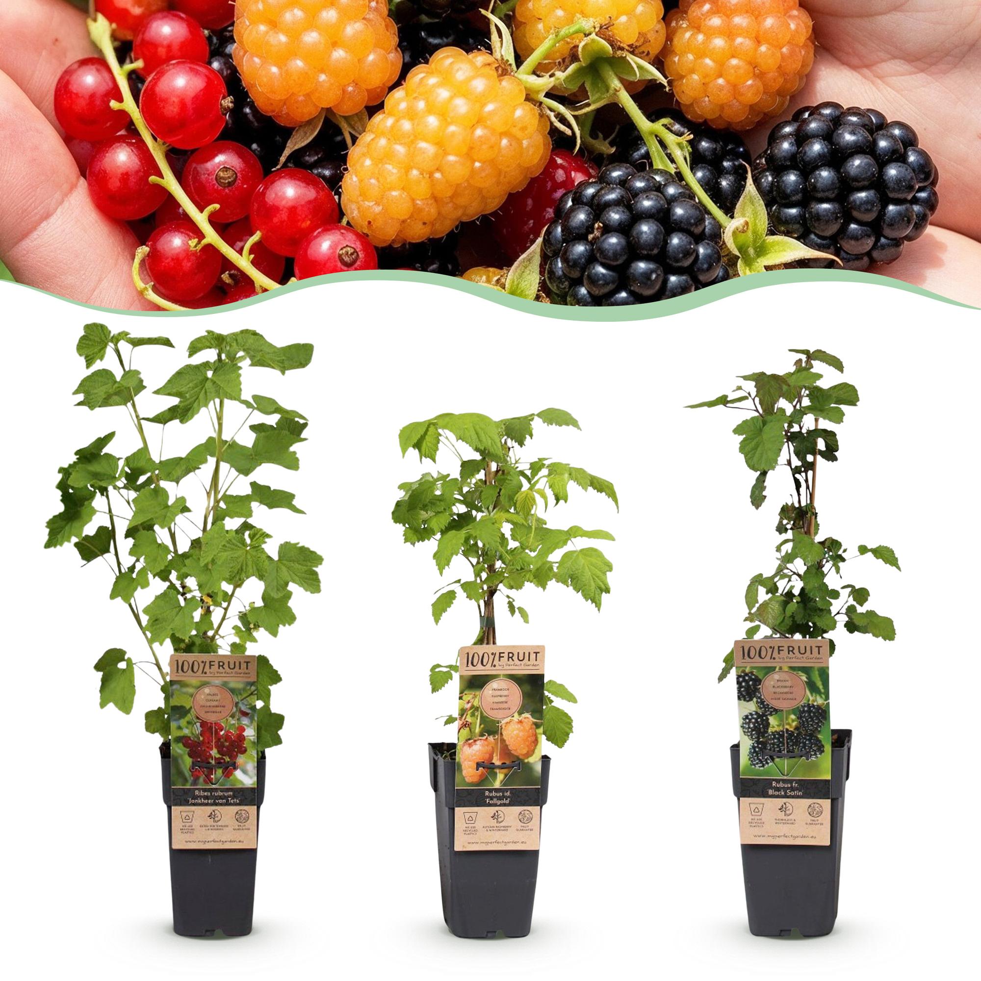 Ribes-Rubes Mix - Tricolour - Winterhard - Rode Bes - Zwarte Braam - Gele Framboos - 3 Planten - Pot 15cm - Hoogte 50cm