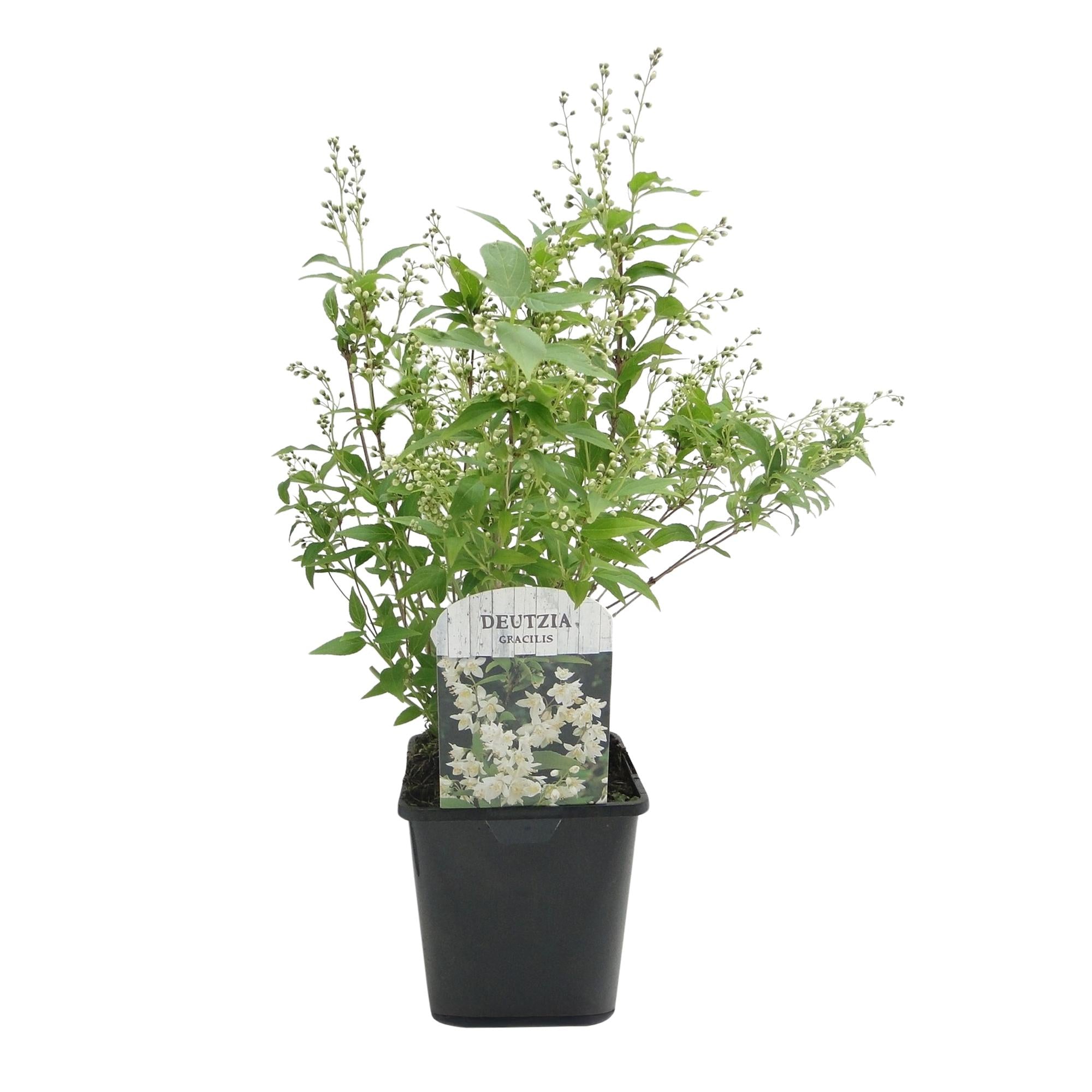 Deutzia Gracilis - Bloem Wit - 1 Plant - Bladverliezend - Weinig Onderhoud - Pot 17cm Hoogte 45cm