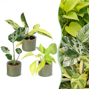 Baby Planten Tropical Mix - Diversen 3x - Tropisch - incl. Linnea Olive - Ø6cm - ↕10-15cm