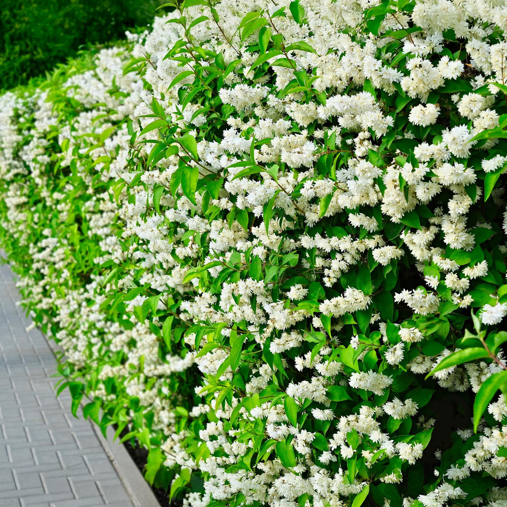 Boerenjasmijn - Philadelphus Snowbelle - Bloem Wit - 1 Plant - Bladverliezend - Weinig Onderhoud - Pot 17cm Hoogte 45cm