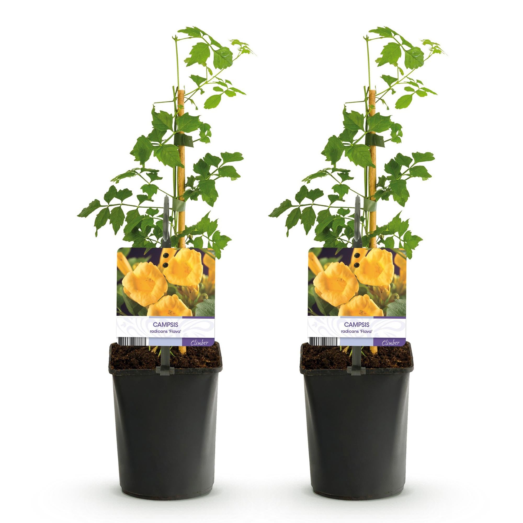 Green boutiQ - Fiore a tromba - Campsis radicans Flave - Fiore giallo - Bassa manutenzione - 2 piante - Vaso 11 cm Altezza 40 cm