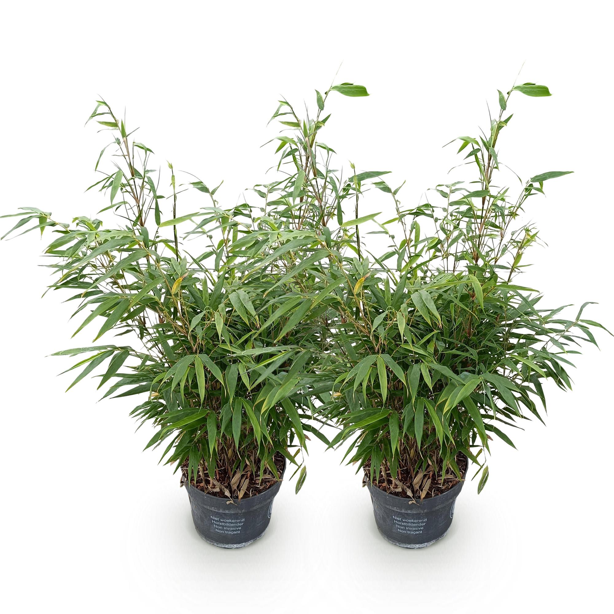 Fargesia robusta Pingwu - Niet Woekerende Bamboe - Bladhoudend - Groen - 2 Planten - Pot 23 cm - Hoogte 80 cm