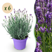 Lavandula angustifolia Munstead - Lavendel - Winterhard - Paars - 6 Planten - Pot 12cm - Hoogte 20-25cm