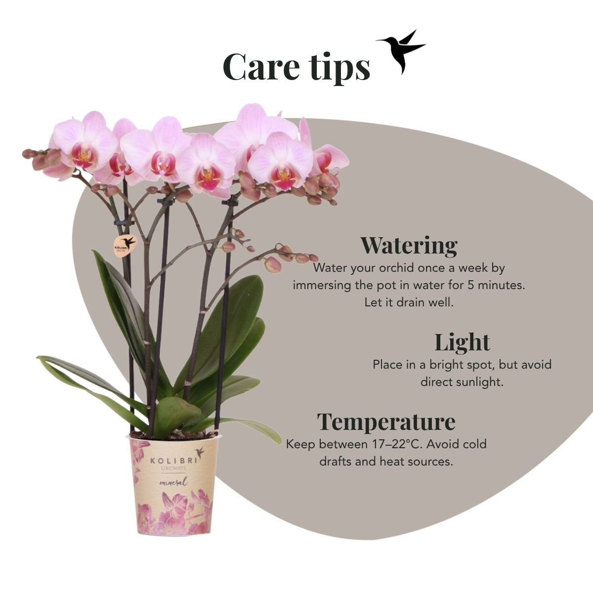 Kolibri Orchids | Combi Deal - 2 Roze Phalaenopsis Orchideeën Mineral Antwerpen - Ø9 cm