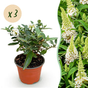 Buddleja davidii Butterfly Candy Little White - Vlinderstruik - Compact - Wit - 3 Planten - Pot 12cm - Hoogte 20-25cm