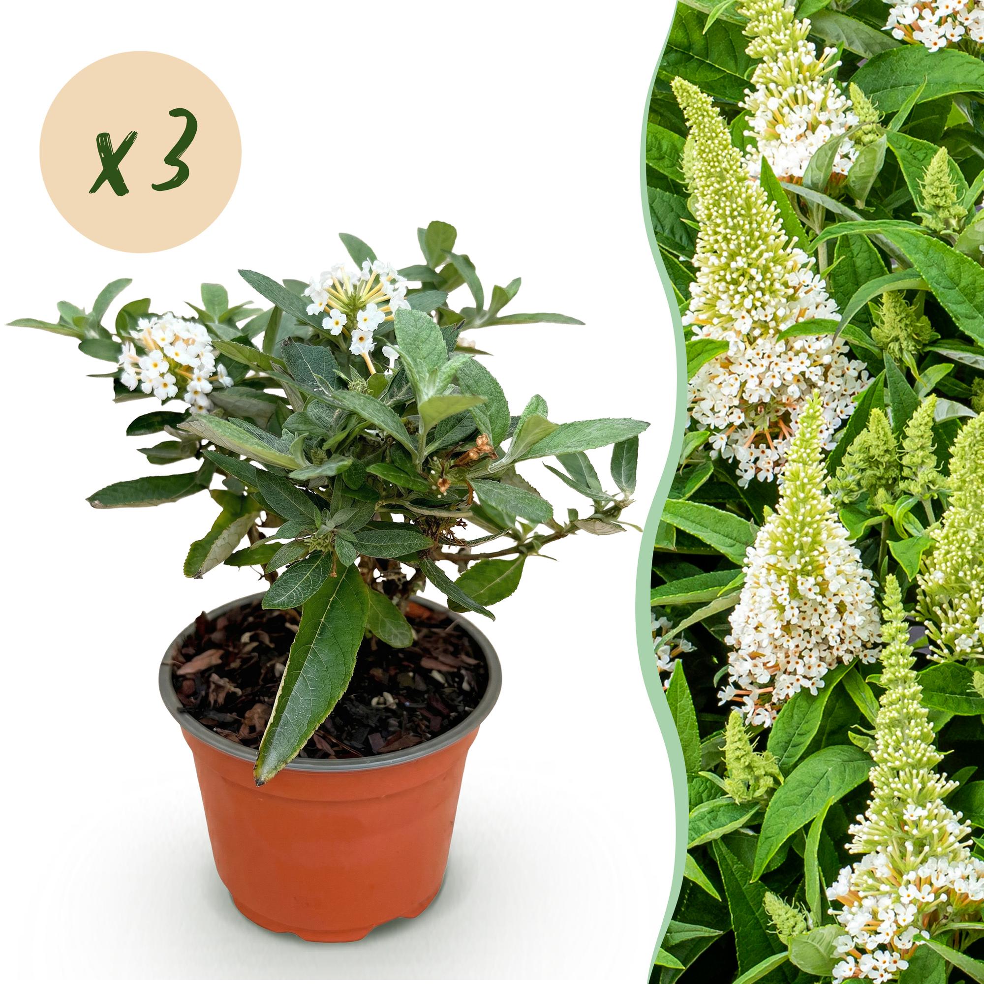 Buddleja davidii Butterfly Candy Little White - Vlinderstruik - Compact - Wit - 3 Planten - Pot 12cm - Hoogte 20-25cm