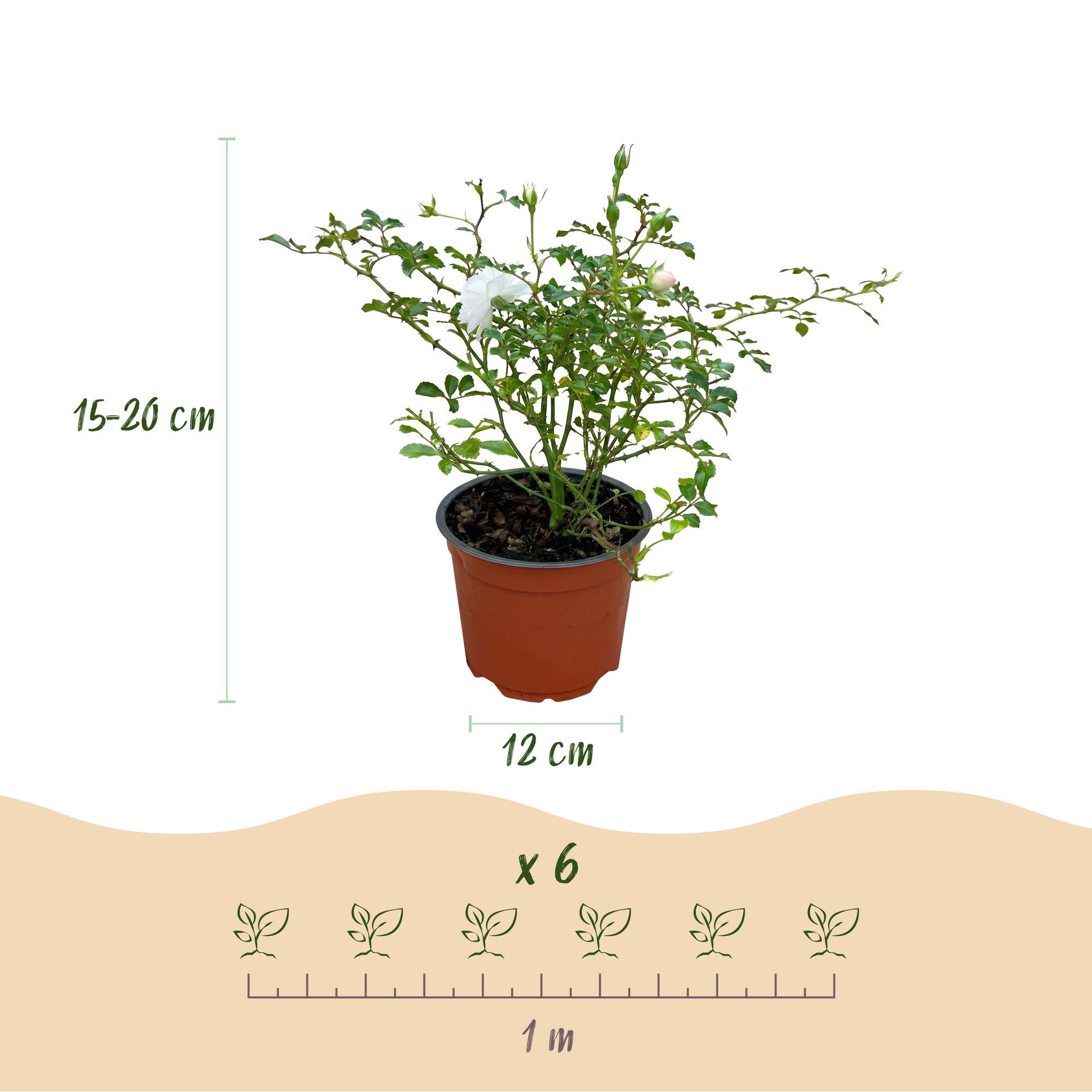 Rosa White Fairy - Roos - Winterhard - Wit - 1 Plant - Pot 12cm - Hoogte Hoogte 20-25cm