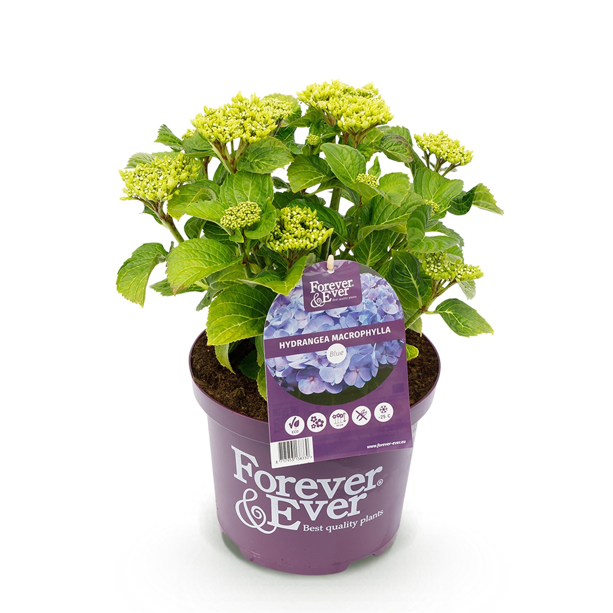 Green boutiQ - Pianta da patio - Ortensia - Hydrangea Forever & Ever - Blu - 7-12 fiori - Vaso 23 cm Altezza 55 cm