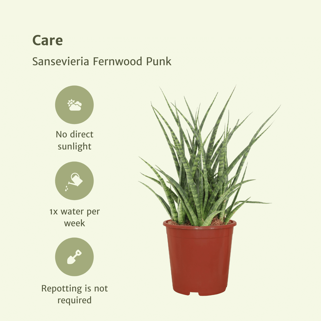 Sansevieria Fernwood Punk (Lengua de suegra) - 2 unidades - Ø12 cm - ↕30 cm