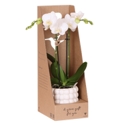 Kolibri Orchids | Witte Amabilis orchidee cadeauset - incl. giftbox, orchidee & sierpot - Ø9cm