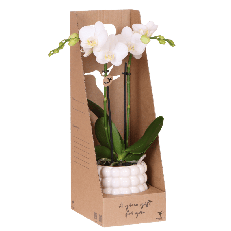 Kolibri Orchids | Witte Amabilis orchidee cadeauset - incl. giftbox, orchidee & sierpot - Ø9cm