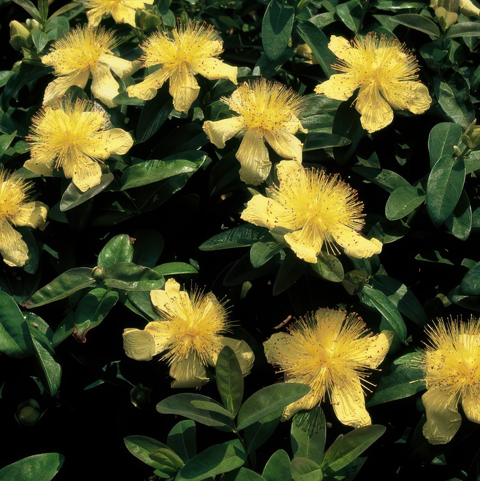 60x Hipérico calycinum - ↕10-25cm - Ø9cm