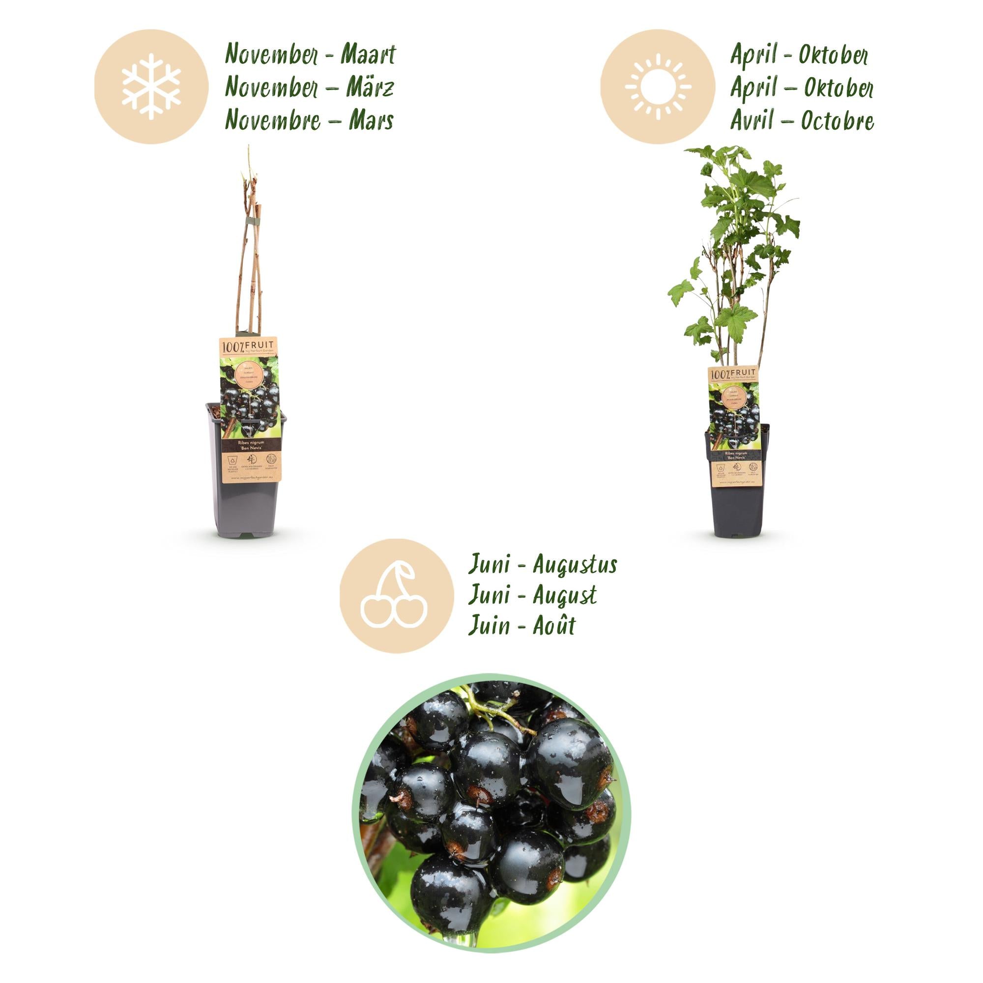 Ribes nigrum Ben Nevis - Bessenplant - Winterhard - Zwarte Bes - 2 Planten - Pot 15cm - Hoogte 50cm