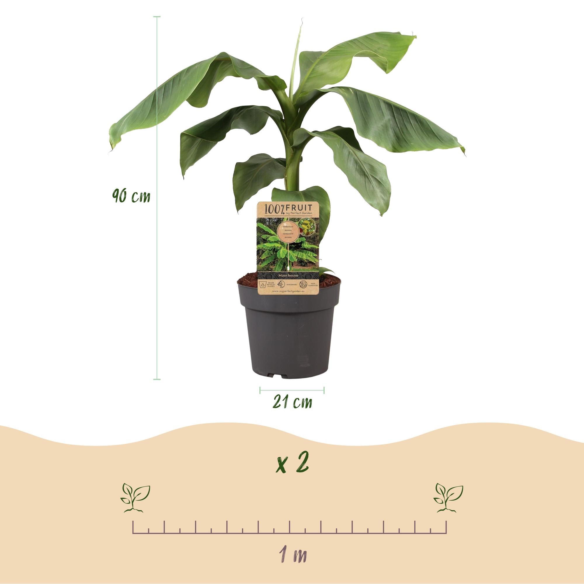 Japanse vezelbanaan - Musa Basjoo - Winterhard - Pot 21cm Hoogte 70-90cm
