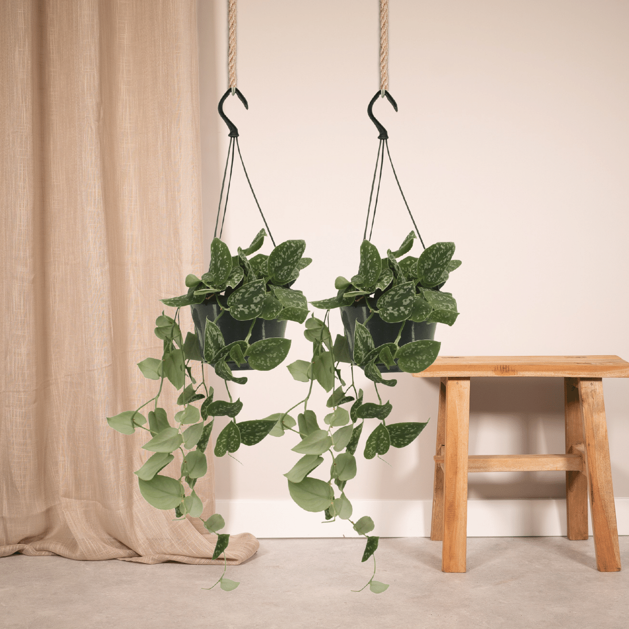 Scindapsus Pictus (Epipremnum) - 2 pezzi - Ø15cm - ↕20cm