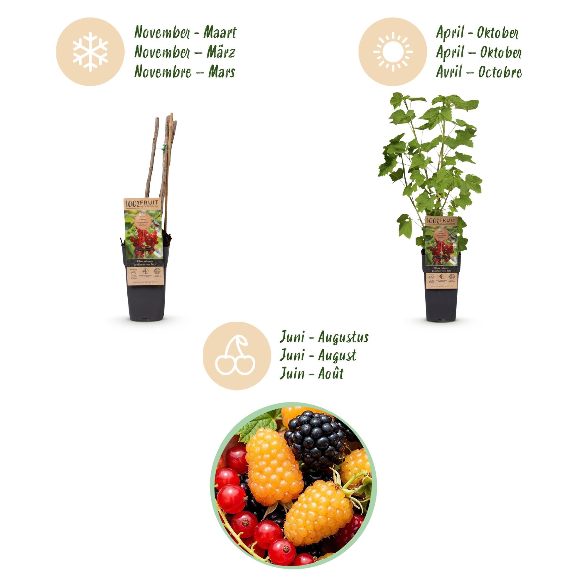 Ribes-Rubes Mix - Tricolour - Winterhard - Rode Bes - Zwarte Braam - Gele Framboos - 3 Planten - Pot 15cm - Hoogte 50cm