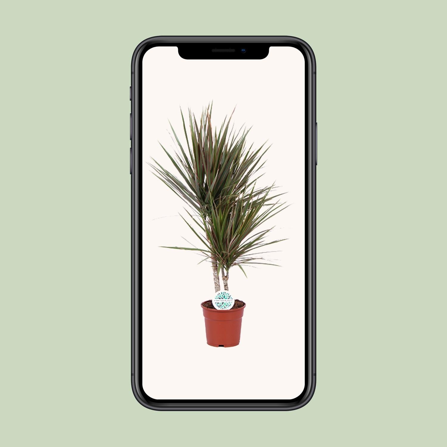 Zweifarbige Dracaena - Ø 17 cm - ↕ 75 cm