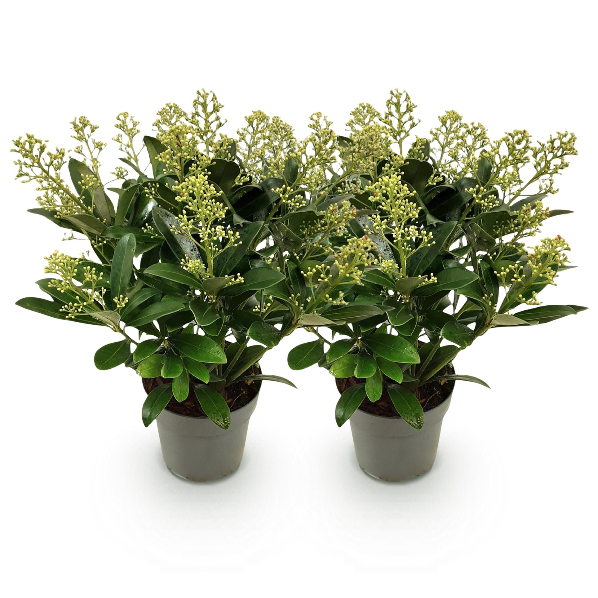 Skimmia japonica Finchy - Bloem Wit - 15+ Bloemen - 2 Planten - Winterhard - Pot 15cm Hoogte 30cm