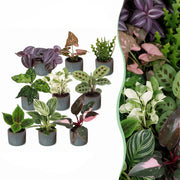 Baby Plants Surprise Box 9x - Verrassingsbox kleine planten - Diversen - Tropisch - incl. Linnea Misty Blue - Ø6cm - ↕5-15cm