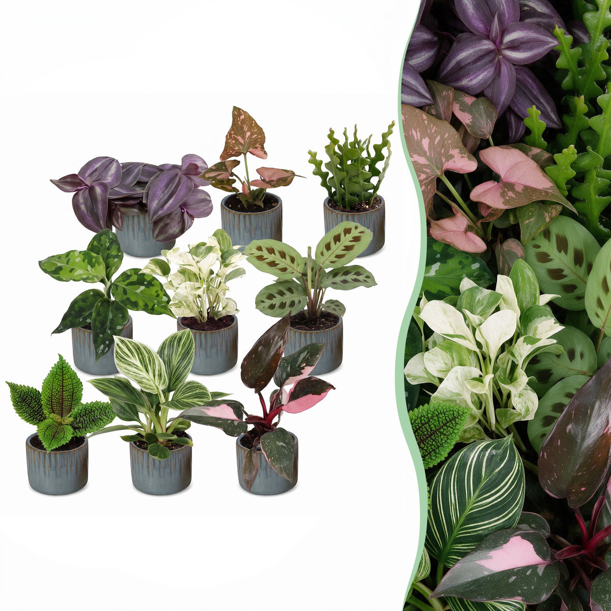Baby Plants Surprise Box 9x - Verrassingsbox kleine planten - Diversen - Tropisch - incl. Linnea Misty Blue - Ø6cm - ↕5-15cm