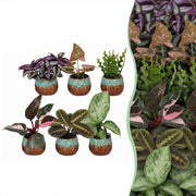 Baby Plants Surprise Box 6x - Verrassingsbox kleine planten - Diversen - Tropisch - incl. Copper Reef - Ø6cm - ↕5-15cm