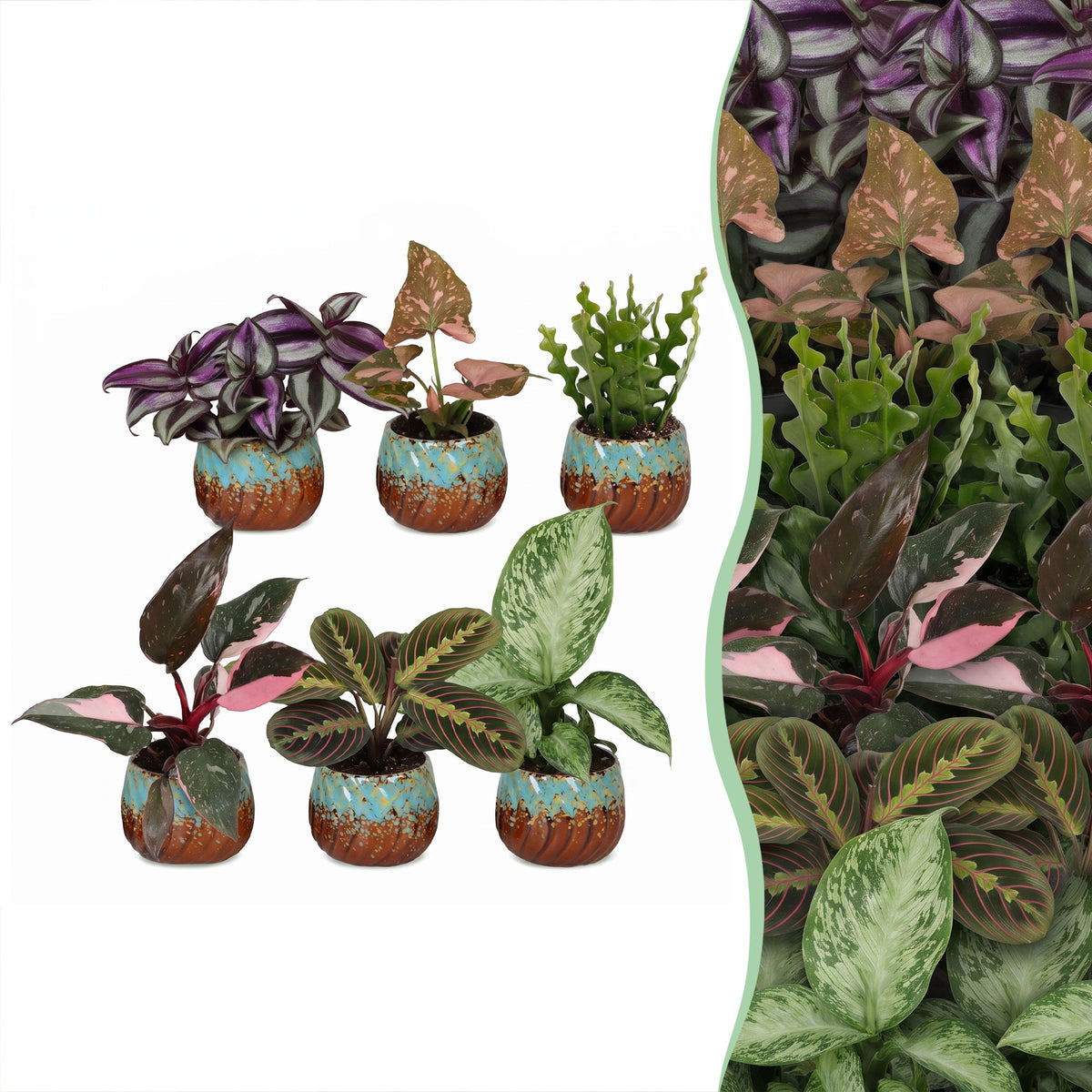 Baby Plants Surprise Box 6x - Verrassingsbox kleine planten - Diversen - Tropisch - incl. Copper Reef - Ø6cm - ↕5-15cm