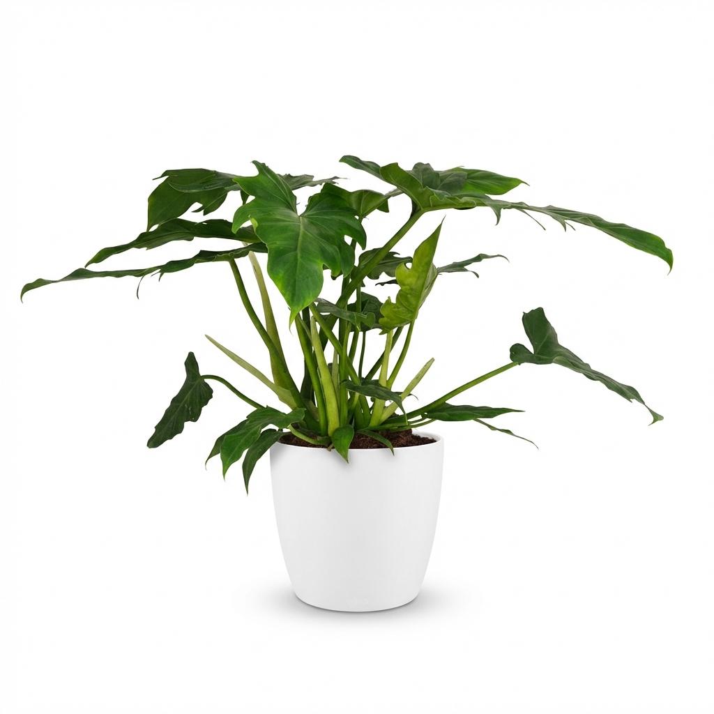 Philodendron Lacerum - Groen - Weinig onderhoud - 1 Plant - met Potter Wit - Pot 19cm - Hoogte 65cm