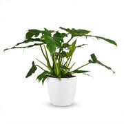 Philodendron Lacerum - Groen - Weinig onderhoud - 1 Plant - met Potter Wit - Pot 19cm - Hoogte 65cm