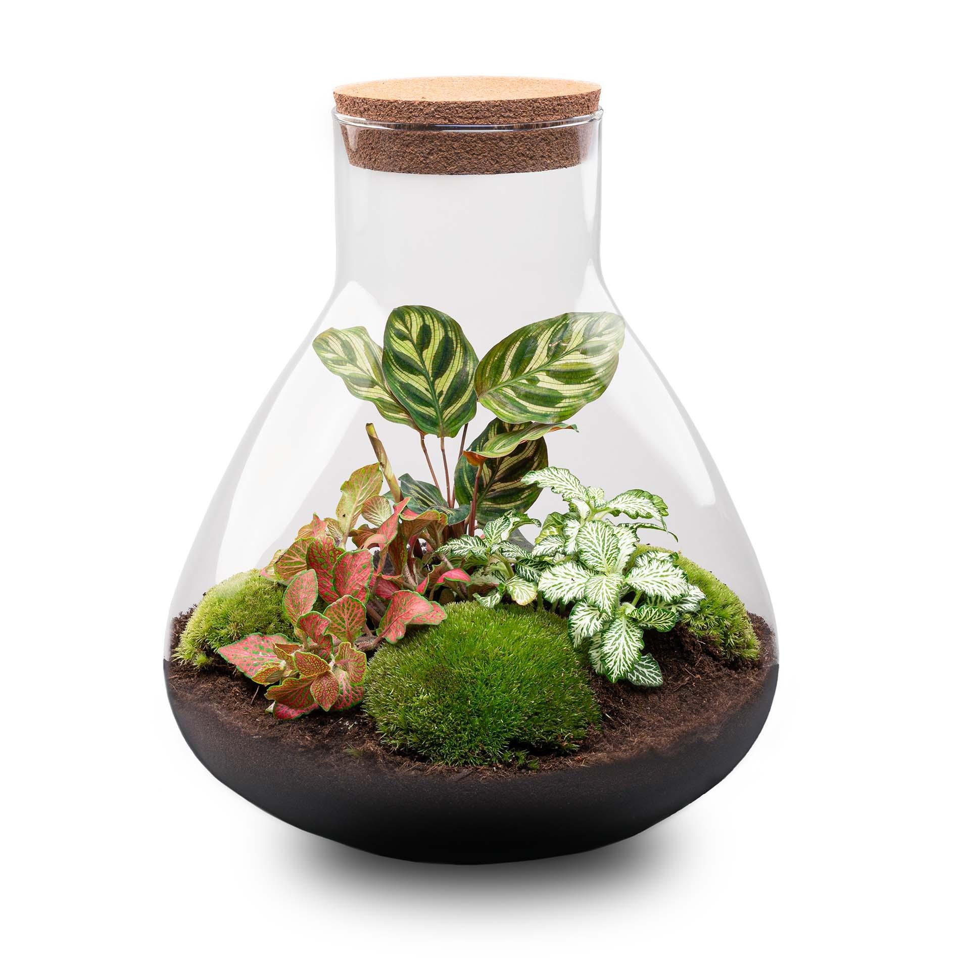 DIY-Terrarium – Sam XL Rot – ↕ 35 cm – Normal