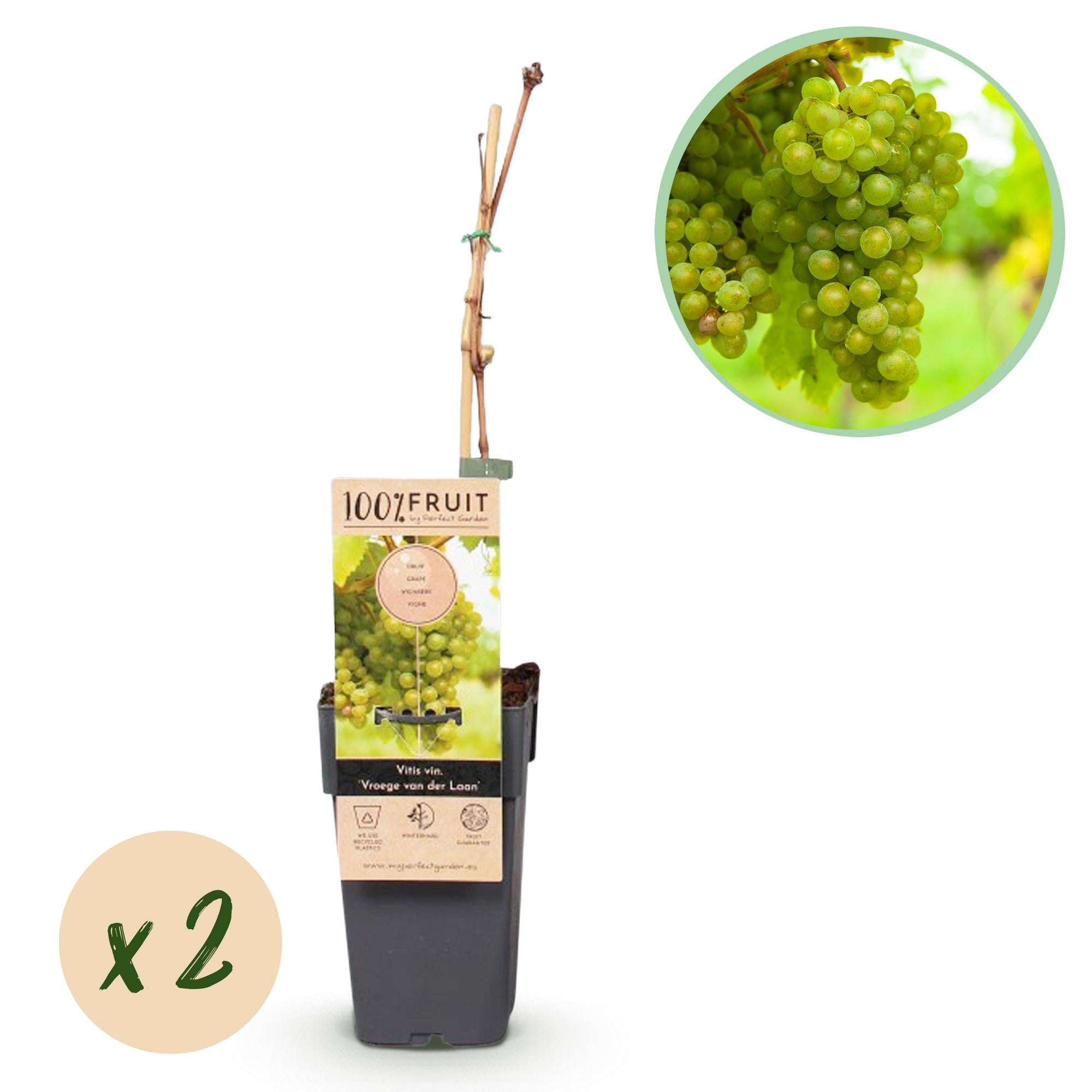 Green boutiQ - Pianta da frutto - Uva bianca - Vitis vinifera Vroege van der Laan - 2 piante - Vaso 15 cm Altezza 50 cm