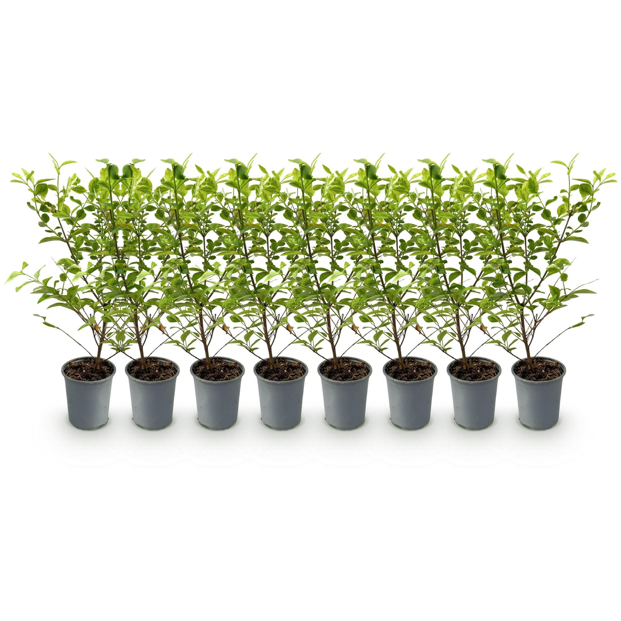 Ligustrum ovalifolium Aureum - blad geel groen - 8 planten - 1 strekkende meter - groenblijvend - pot  9cm hoogte 35-40cm