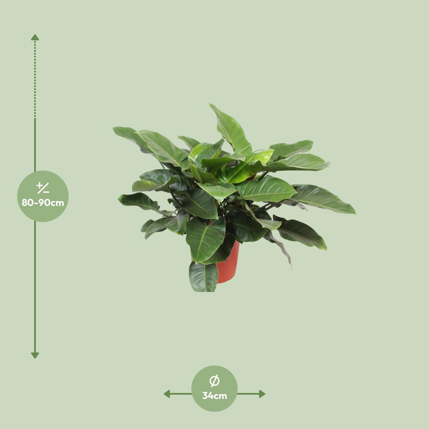 Philodendron vert impérial - Ø34cm - ↕90cm