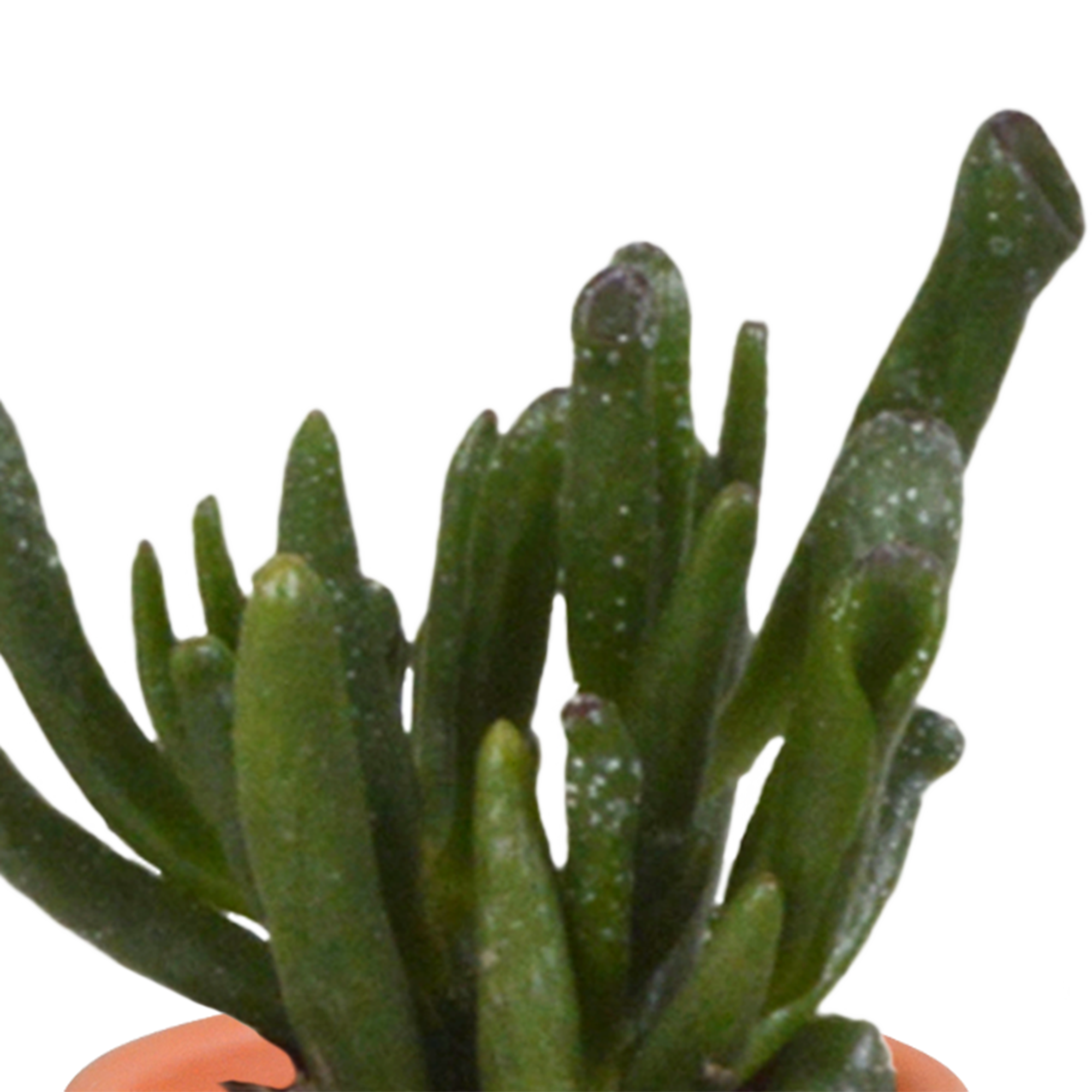 Mix di cactus e piante grasse 5,5 cm | 15 pezzi - in vaso di terracotta
