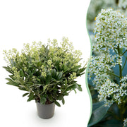 Skimmia japonica Finchy - Bloem Wit - 40+ Bloemen - 1 Plant - Winterhard - Pot 19cm Hoogte 60cm