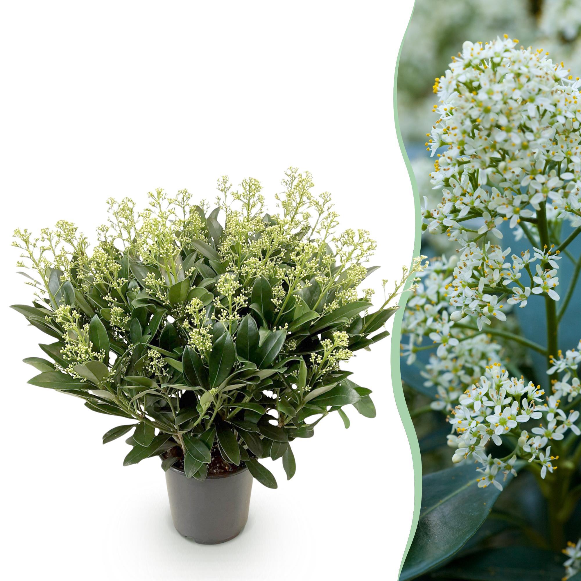 Skimmia japonica Finchy - Bloem Wit - 40+ Bloemen - 1 Plant - Winterhard - Pot 19cm Hoogte 60cm
