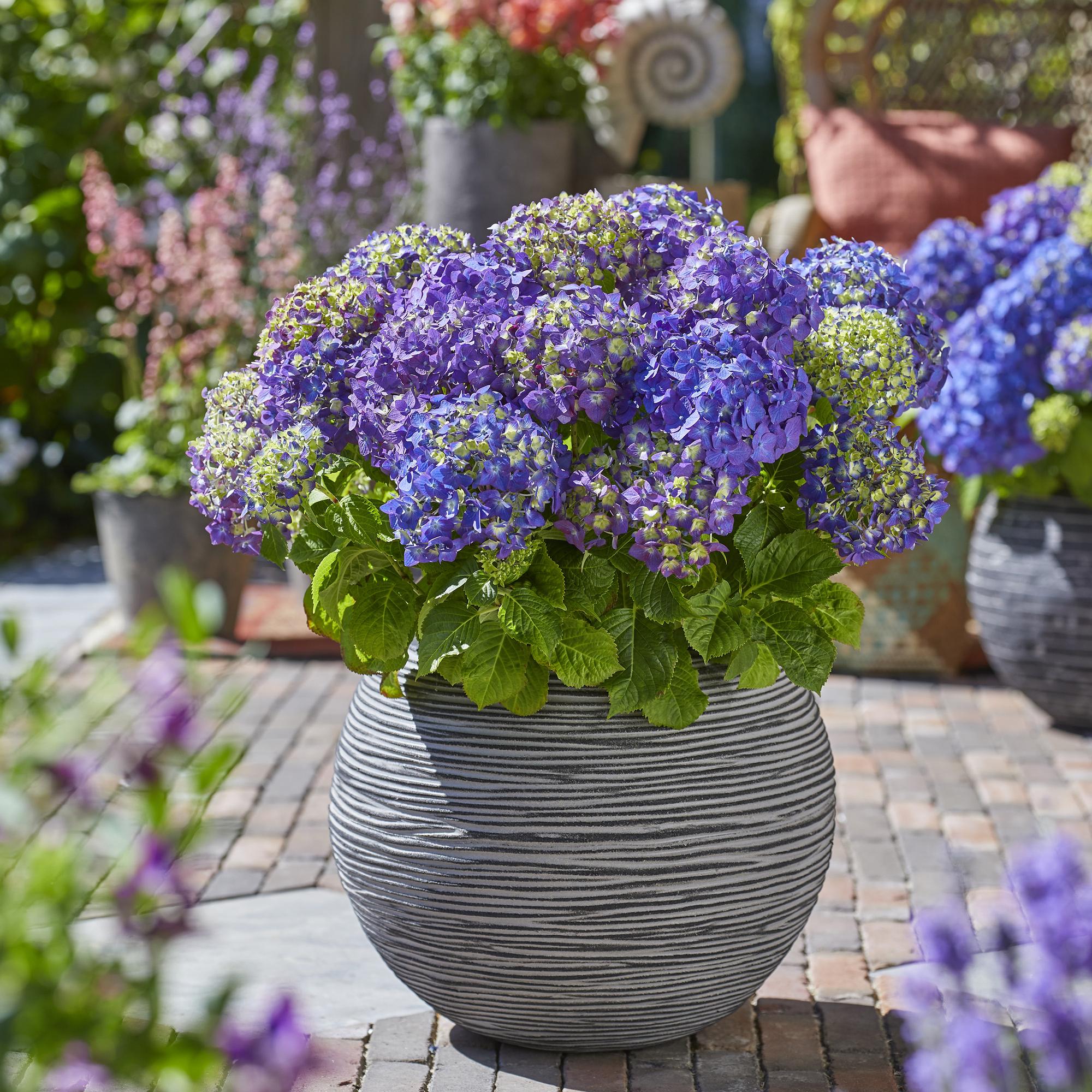 Hydrangea Endles Summer Summer Love Purple - Hortensia - Winterhard - Paars - 8 Planten - Pot 14cm - Hoogte 20-25cm