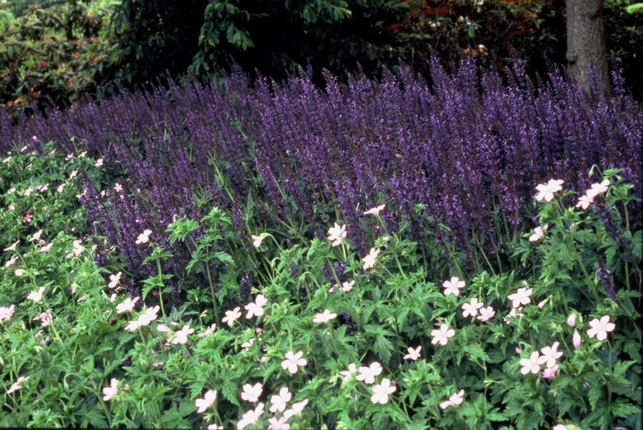 48x Salvia nem. 'Mainacht' - ↕10-25cm - Ø9cm