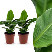 Musa Oriental Dwarf - Dwergbanaan - 2x - Pot 12cm - Hoogte - 30cm