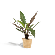 Alocasia Lauterbachiana - Ø19cm - ↕80cm + Mand Selin