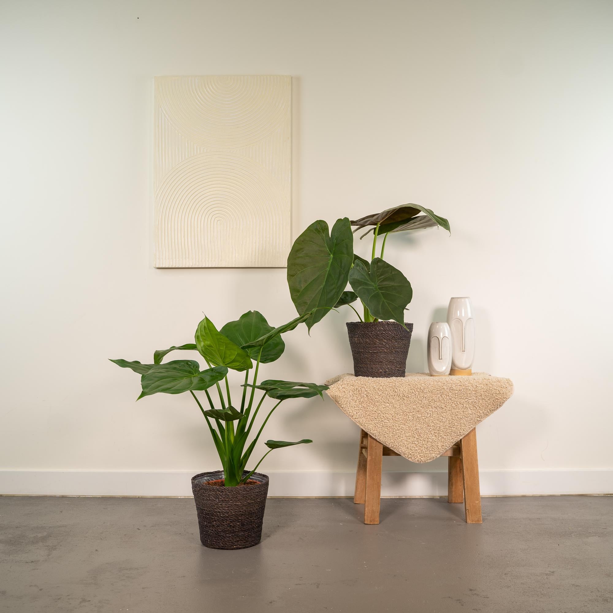 Alocasia Cucullata - Ø19cm - ↕60cm + Alocasia Wentii - Ø19cm - ↕60cm + Basket Igmar