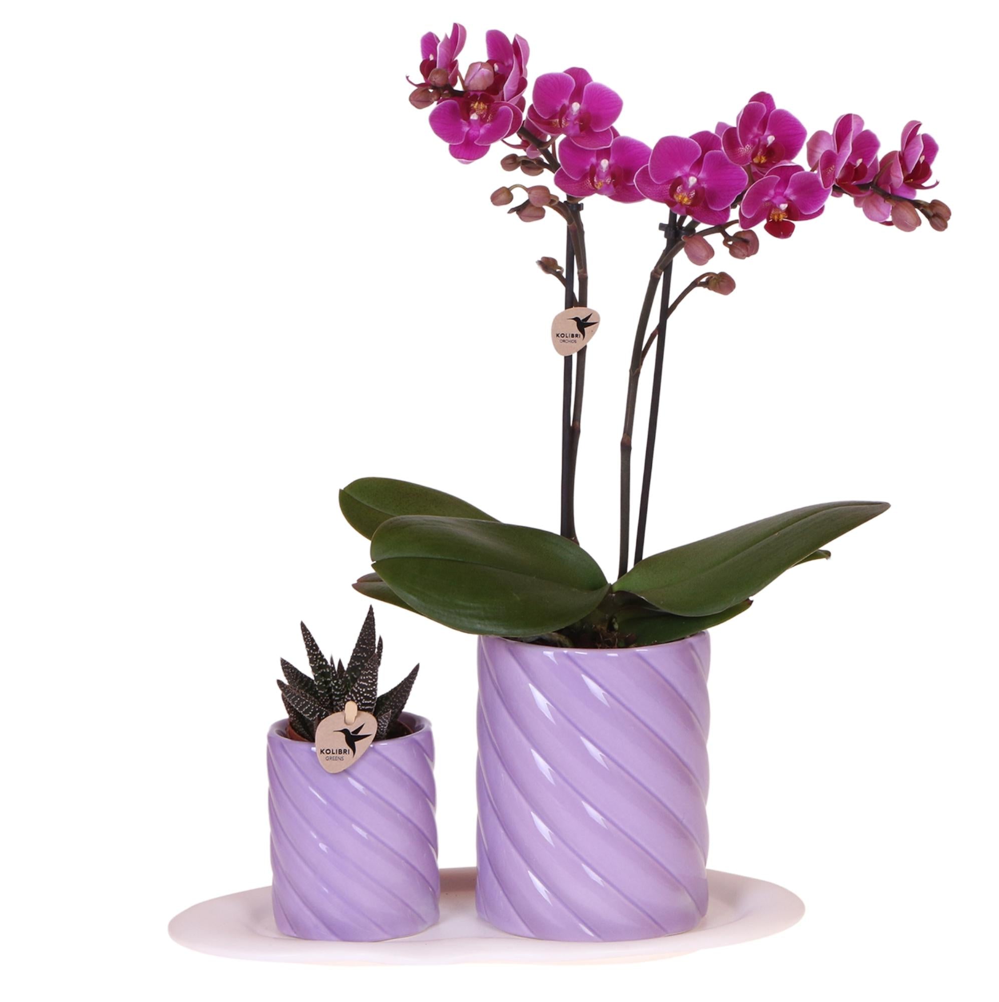 Kolibri-Orchideen | Geschenkset Optimismus, kleine Fliederpflanze | Grüne Pflanze mit orangefarbener Phalaenopsis-Orchidee in bonbonfarbenen Dekotöpfen auf weißem Bio-Tablett