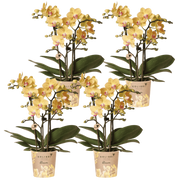 Kolibri Orchids | Combi Deal - 4 Gele Phalaenopsis Orchideeën Blossom Lima - Ø9 cm