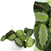 Maranta Fascinator Silverband - Gebedsplant - Huisdiervriendelijke Plant - Groen - 1 Plant - met Potter Wit - Pot 12cm - Hoogte 25cm