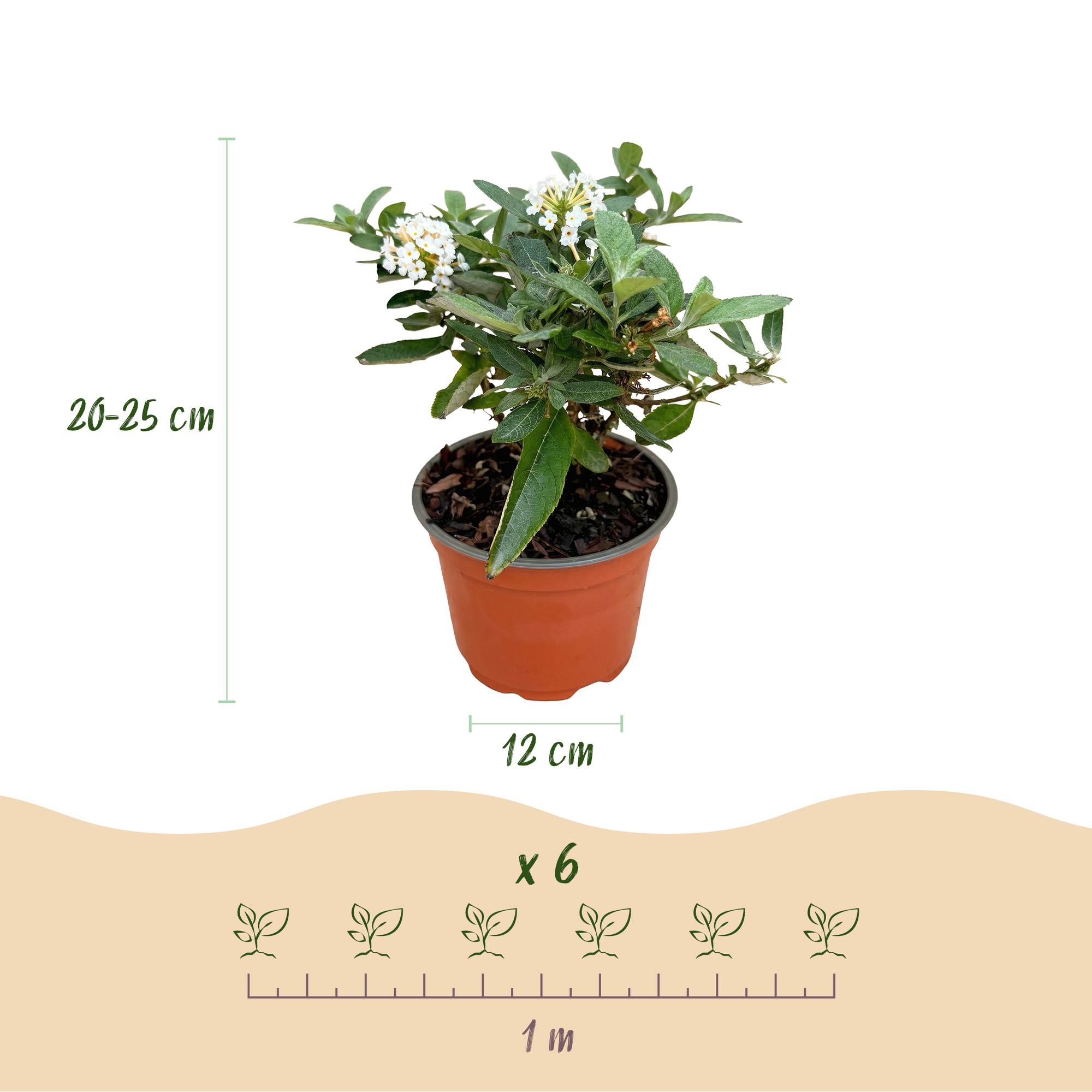 Buddleja davidii Butterfly Candy Little White - Vlinderstruik - Compact - Wit - 1 Plant - Pot 12cm - Hoogte 20-25cm