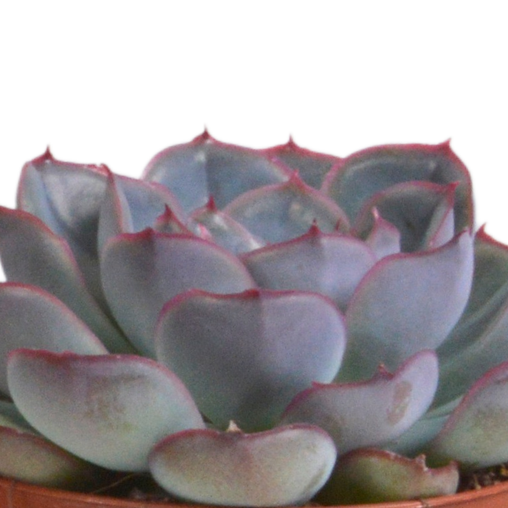 Echeveria-Mix, 8,5 cm – 3 Stück – im Terrakottatopf