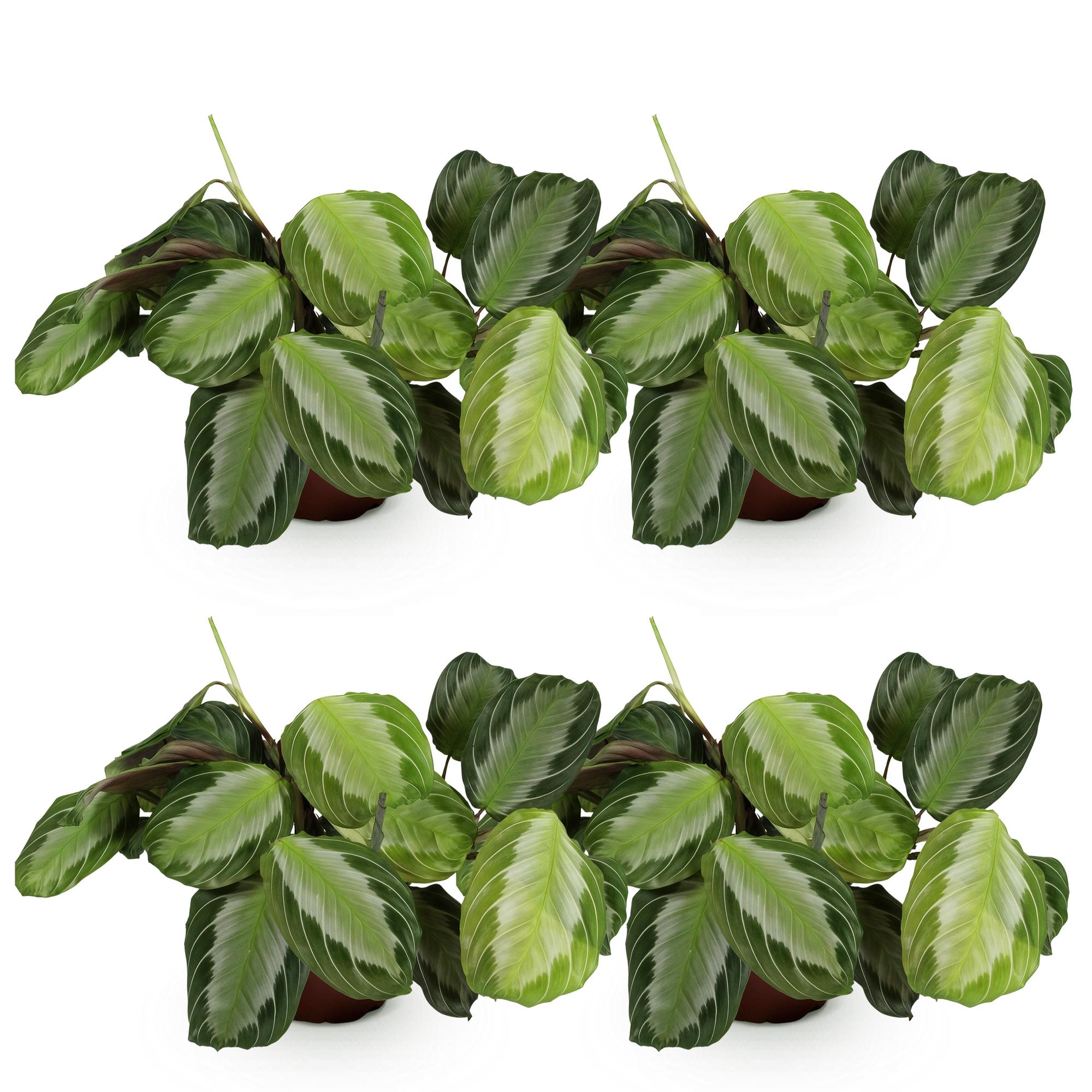 Maranta Fascinator Silverband - Gebedsplant - Huisdiervriendelijk - Groen - 4 Planten - Pot 12cm - Hoogte 30-35cm