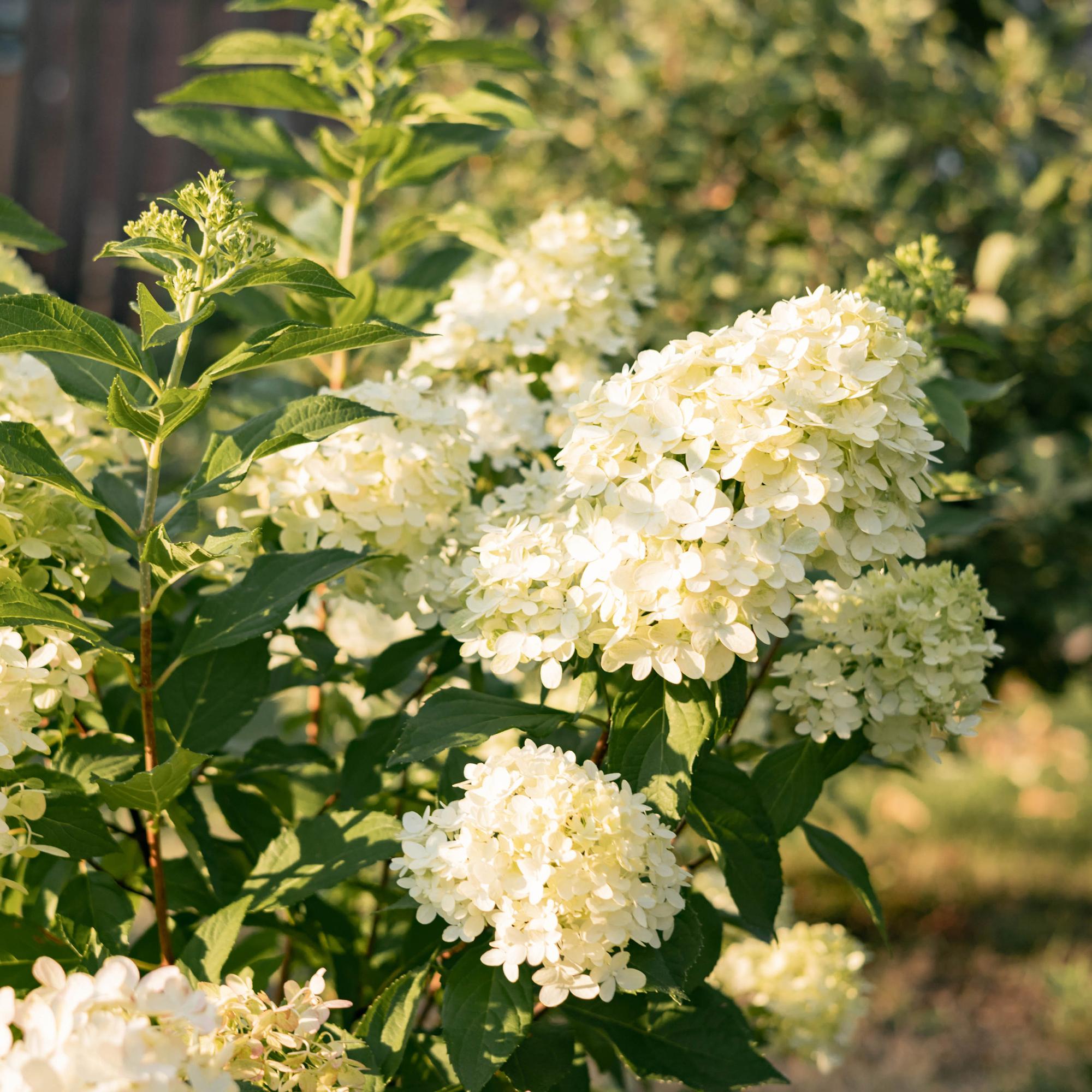 Hydrangea panniculata Limelight - Pluimhortensia - Winterhard - Lime Groen - 3 Planten - Pot 12cm - Hoogte Hoogte 20-30cm