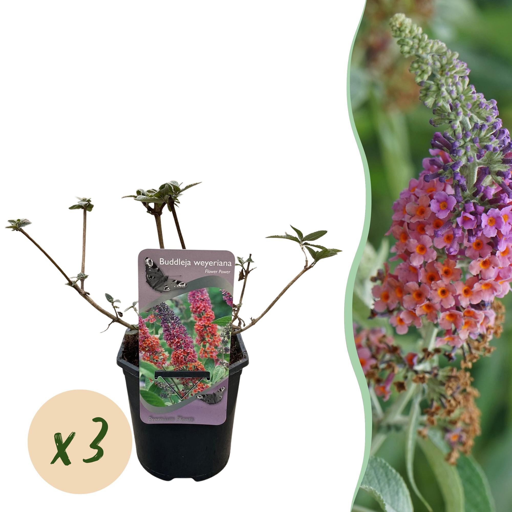 Green boutiQ – Schmetterlingsstrauch (Buddleja davidii Flower Power) – Blütenfarbe Orange-Lila – 3 Pflanzen – 1 m² – Laubabwerfend – Schmetterlingsfreundlich – Topf: 17 cm, Höhe: 30 cm